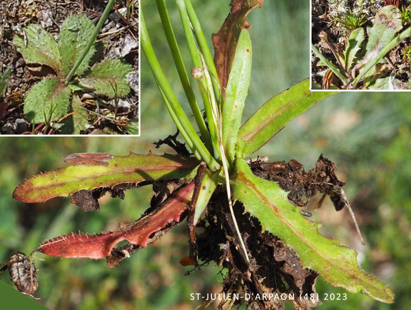 Cat's-ear, Smooth leaf